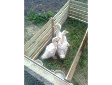 �����-�����