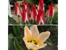 ������ Plaisir.jpg