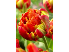 31,84���. ������� ���� �������� (�������� ���� �� 10 ��., ����������� ����� 1��.)���14.jpg