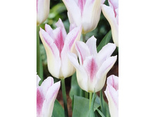 12,95���. ������� ������� ���(��� 10 ��. ���������� ������ 5��.)���14.jpg