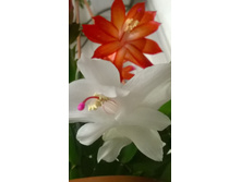 WP 20150503 16 52 34 Pro.jpg