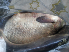 IMG 20150511 192717.jpg