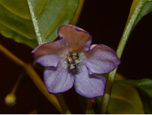 ������ �������