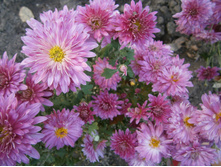 ���������� -50