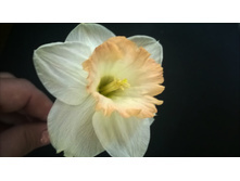 WP 20150513 015.jpg