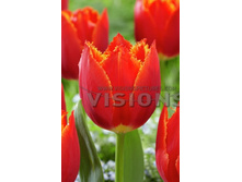 11,51���. ������� �� �� �������(��� 10 ��. ���������� ������ 5��.)���15.jpg