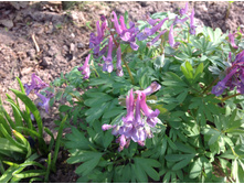 �������� ������� (��������)