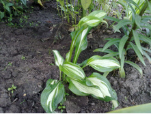 ����� �������� ����-�������.jpg