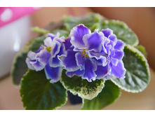 ������ �������(�����)