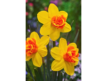 37,04���. ������� ����� �����(�������� ���� �� 7 ��., ����������� ����� 1��.)���15.jpg