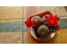 �������(��� ������� �� ������)