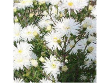 ����� �����.jpg