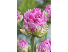 25,21���. ������� ���� �����(��� 10 ��. ���������� ������ 5��.)���15.jpg