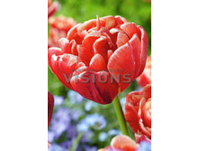 15,84���. ������� �����(��� 10 ��. ���������� ������ 5��.)���15.jpg