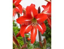 153,45���. ����������� �������� ���������(�������� ���� �� 2 ��., ����������� ����� 1��.)���15.jpg