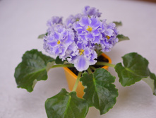 ������� �����