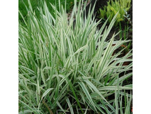 ������������ ������������.jpg