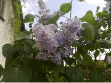 ������ ������� ������� (2).jpg