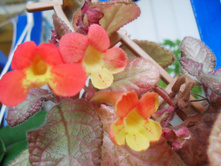 �������  Strawberry Mist