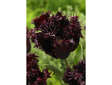 17,71���. ������� ��������(��� 10 ��. ���������� ������ 5��.)���14.jpg