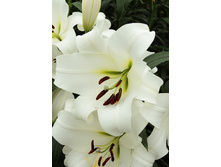 34,12���. �����  ������(�������� ���� �� 10 ��., ����������� ����� 1��.)���14.jpg