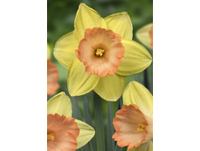 22,33���. ������� ������ ������(��� 10 ��. ���������� ������ 5��.).jpg