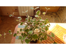 ����������� �������������