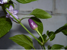 ������ ������.