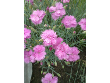 �������� ������� ��������.jpg