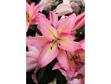 35,69���. �����  ���� ������(�������� ���� �� 10 ��., ����������� ����� 1��.)���14.jpg