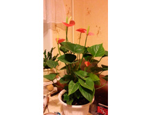 ������ �������� �������� ���������