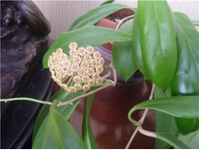 Hoya incrassata .....