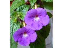 �������� Purple King.