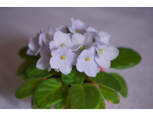 ������ �����