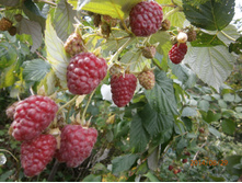 ������ ������������ 50(�������� ����� 5 ��!!)