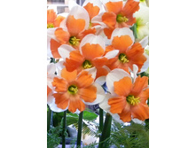 45,38���. ������� ��������(�������� ���� �� 5 ��., ����������� ����� 1��.)���15.jpg