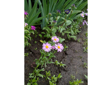 ���������� ����� ������-���������.jpg