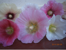 ������ ����� -50 �