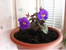 �������� Pulcherrima.JPG