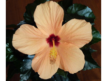 ���������� �������� 2