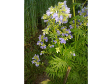 ������ �������.jpg