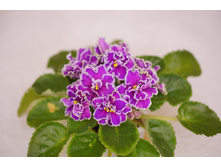 ��- ��������