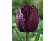 15,69���. ������� �������� ���(��� 10 ��. ���������� ������ 5��.).jpg