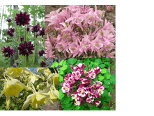 ��������� ���� 80  ���, ���� �� ����������