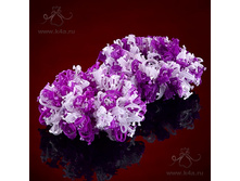 �761  "��������" �������-����