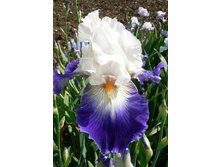 82,4���. ���� ���������� ����� ���(�������� ���� �� 3 ��., ����������� ����� 1��.)���15.jpg