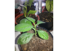 ���� �����������.jpg