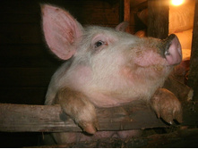 IMG 20150511 191303 26.jpg