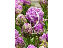 43,23���. ������� ������ �����(�������� ���� �� 10 ��., ����������� ����� 1��.)���15.jpg