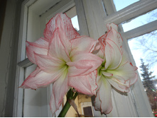 ���� ��� ����.JPG